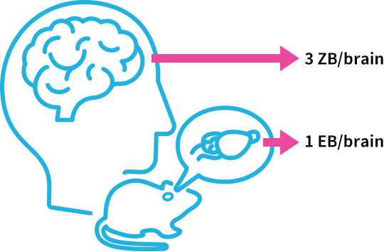 A whole mouse brain can be translated into one exabyte, and a whole human brain can be converted to three zettabytes.